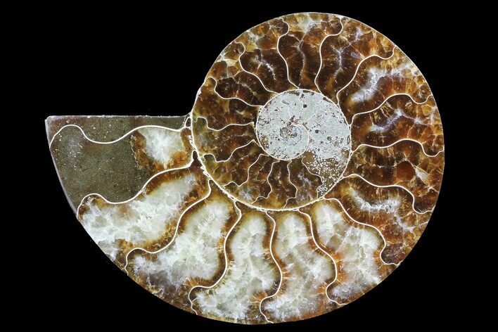 Agatized Ammonite Fossil (Half) - Madagascar #83804